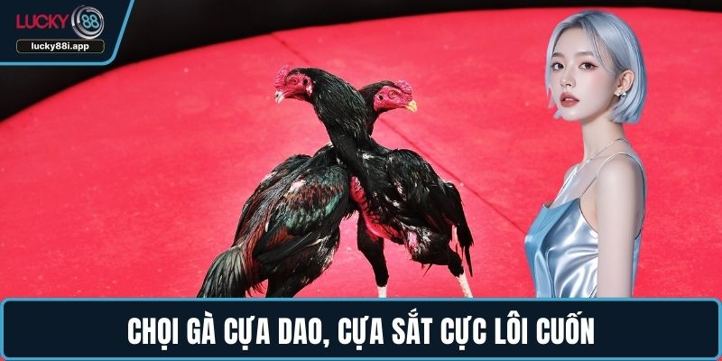 Chọi gà cựa dao, cựa sắt cực lôi cuốn